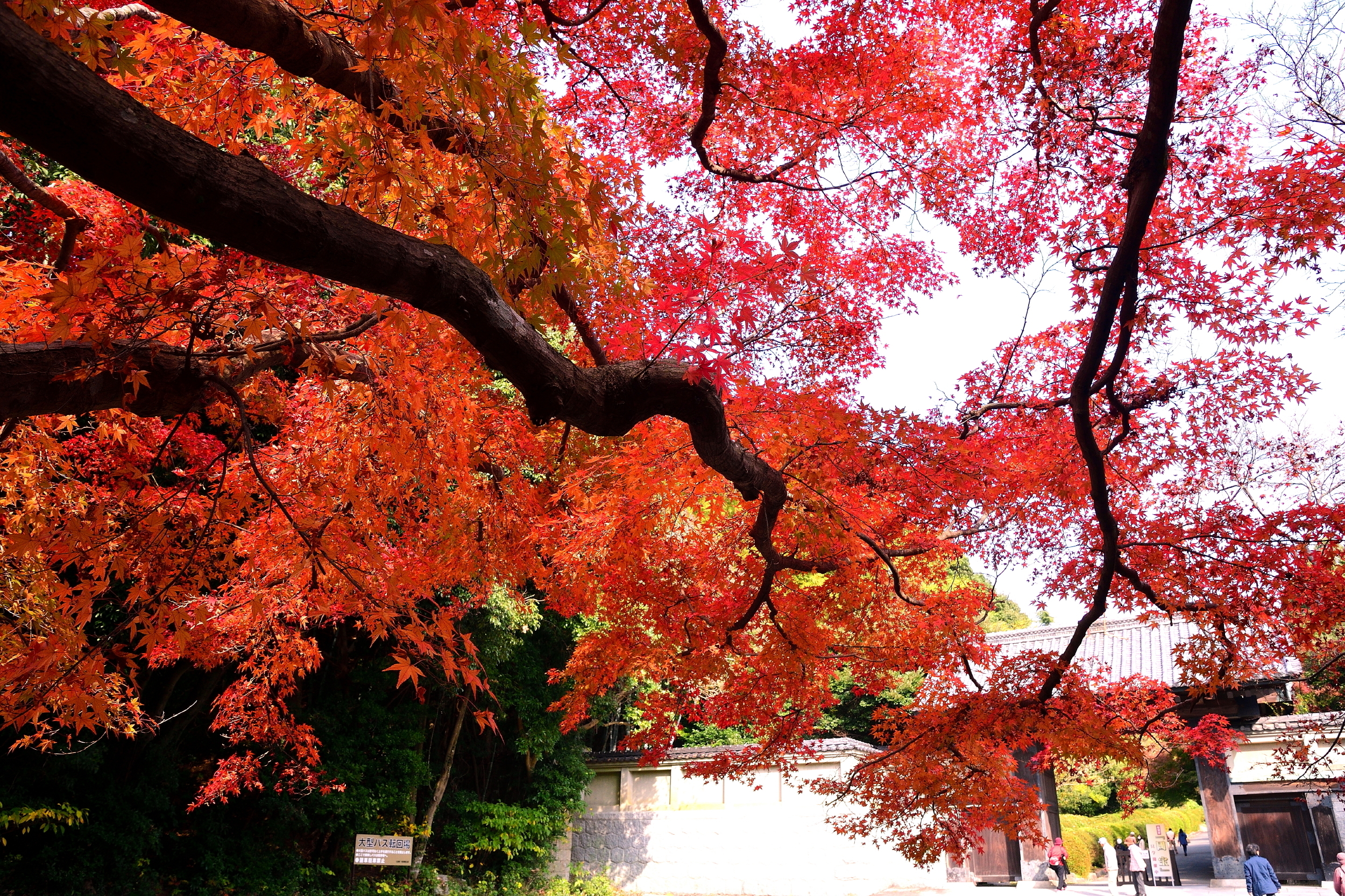 防府市 毛利氏庭園入り口の紅葉 Around Yamaguchi 3